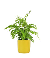 Adiantum