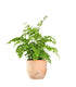 Adiantum