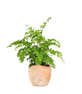 Adiantum