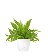 Felce Nephrolepis Exaltata