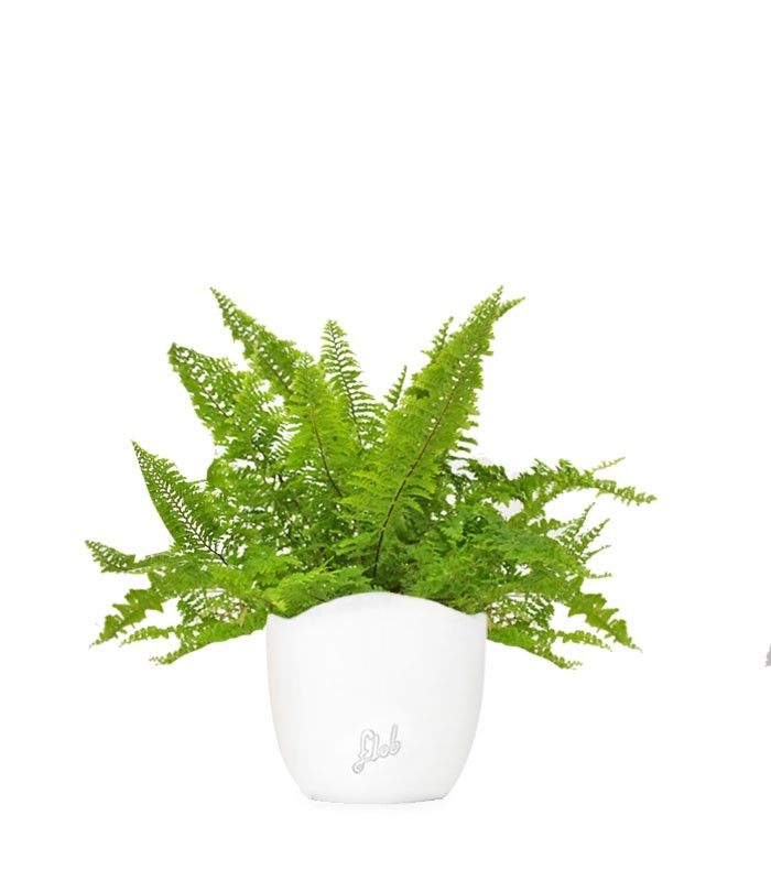 Felce Nephrolepis Exaltata