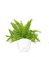 Felce Nephrolepis Exaltata