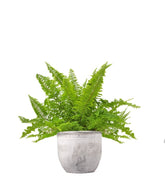 Felce Nephrolepis Exaltata