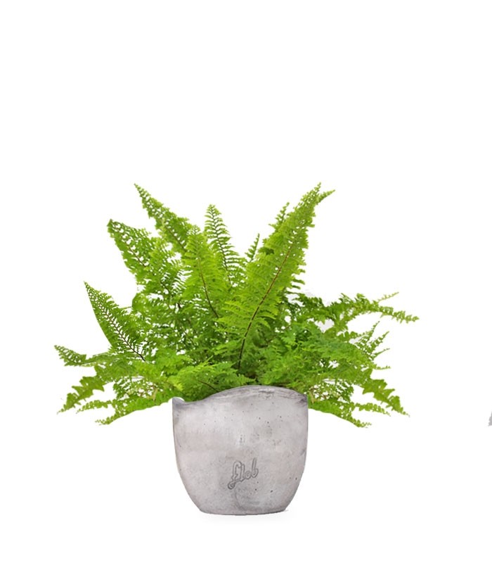 Felce Nephrolepis Exaltata