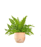 Felce Nephrolepis Exaltata