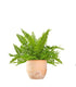 Felce Nephrolepis Exaltata