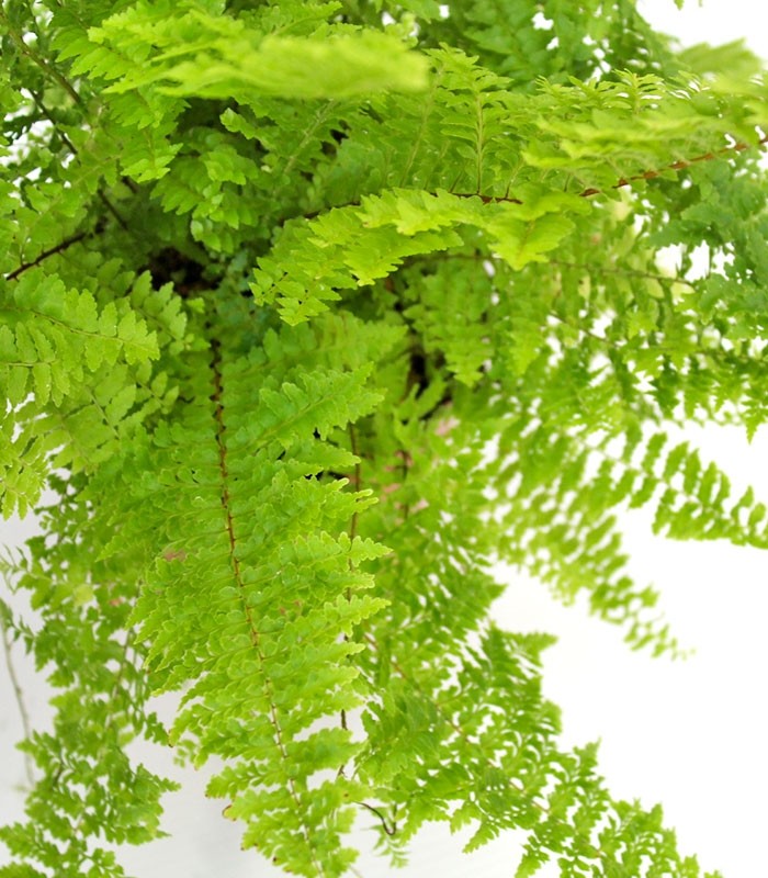 Felce Nephrolepis Exaltata