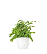 Adiantum hispidulum