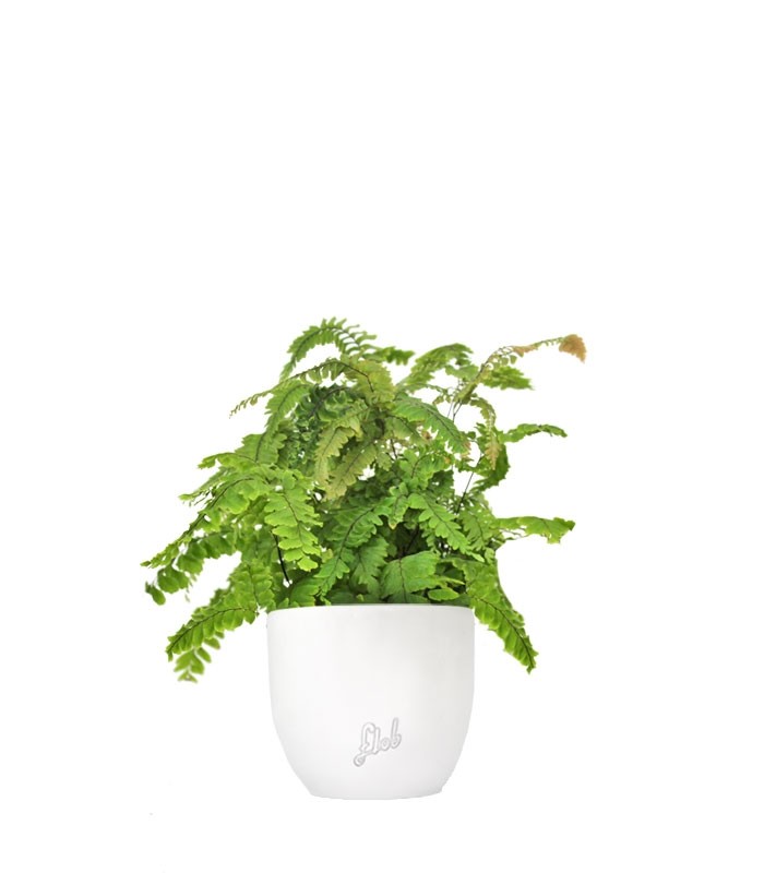 Adiantum hispidulum
