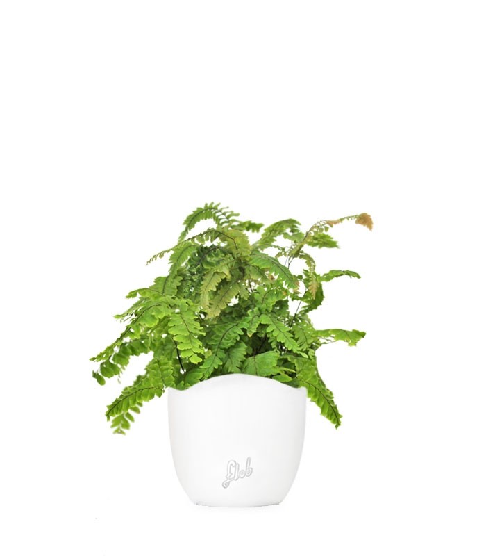 Adiantum hispidulum
