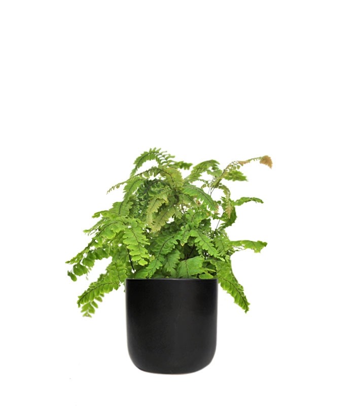 Adiantum hispidulum