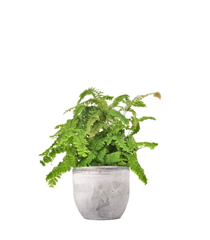Adiantum hispidulum