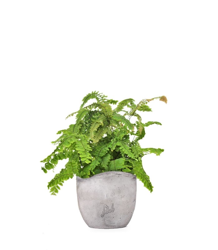 Adiantum hispidulum