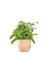 Adiantum hispidulum