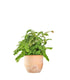 Adiantum hispidulum