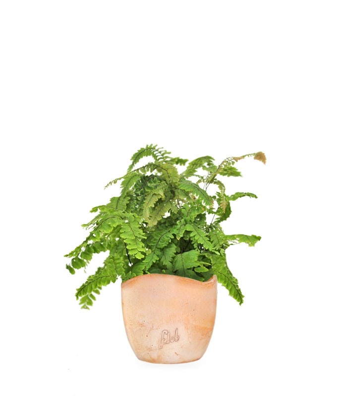 Adiantum hispidulum