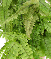 Adiantum hispidulum