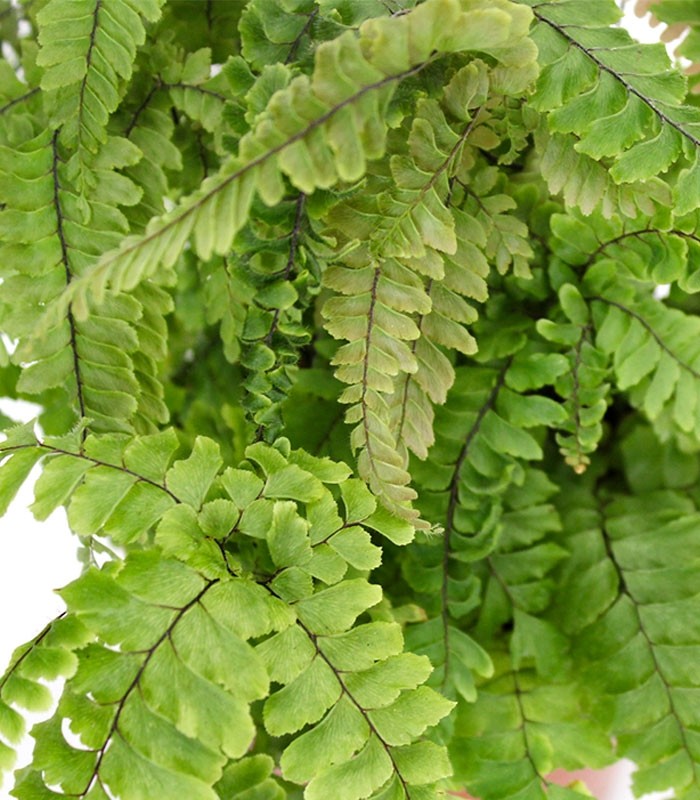Adiantum hispidulum
