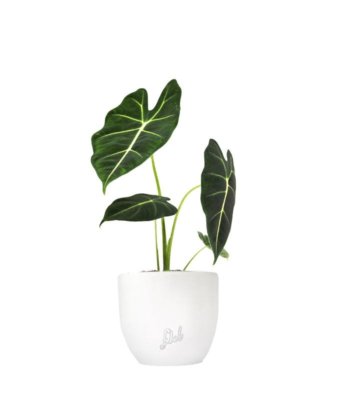 Alocasia Frydeck Green Velvet
