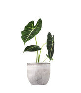 Alocasia Frydeck Green Velvet