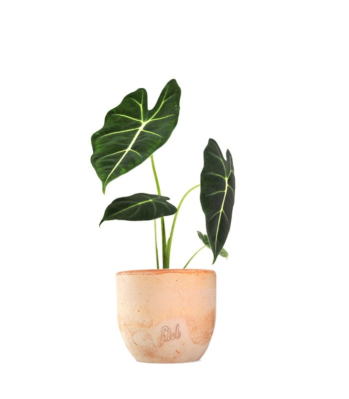 Alocasia Frydeck Green Velvet