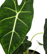 Alocasia Frydeck Green Velvet