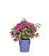 Bougainvillea cespuglio