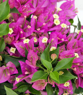 Bougainvillea cespuglio