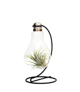 Tillandsia in vetro con supporto