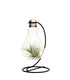 Tillandsia in vetro con supporto