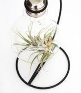 Tillandsia in vetro con supporto