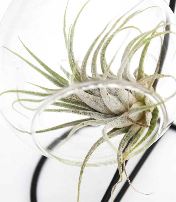 Tillandsia in vetro con supporto