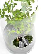 Ligustro bonsai in terrarium 