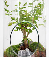 Ligustro bonsai in terrarium 