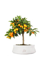 Fortunella margarita | Kumquat