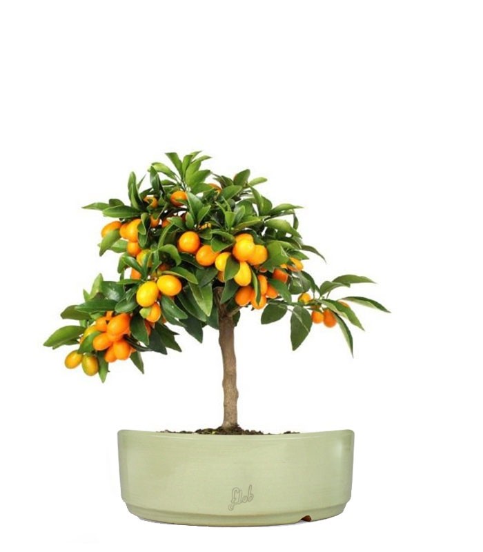 Fortunella margarita | Kumquat