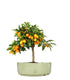 Fortunella margarita | Kumquat