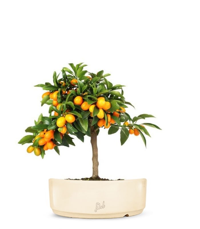 Fortunella margarita | Kumquat