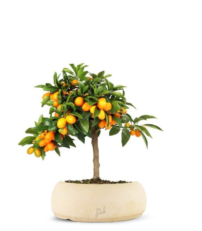Fortunella margarita | Kumquat