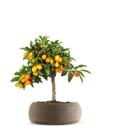 Fortunella margarita | Kumquat