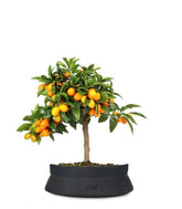 Fortunella margarita | Kumquat