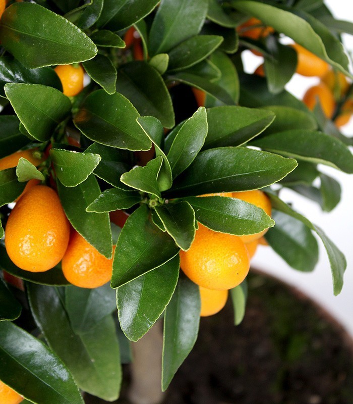 Fortunella margarita | Kumquat