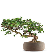 Carpino Bonsai