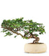 Carpino Bonsai