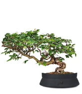 Carpino Bonsai