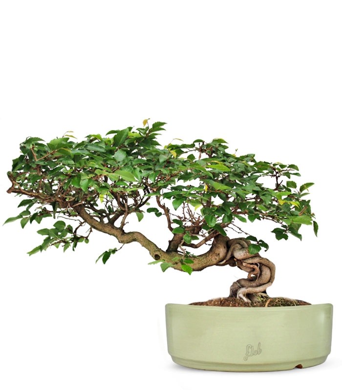 Carpino Bonsai