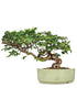 Carpino Bonsai