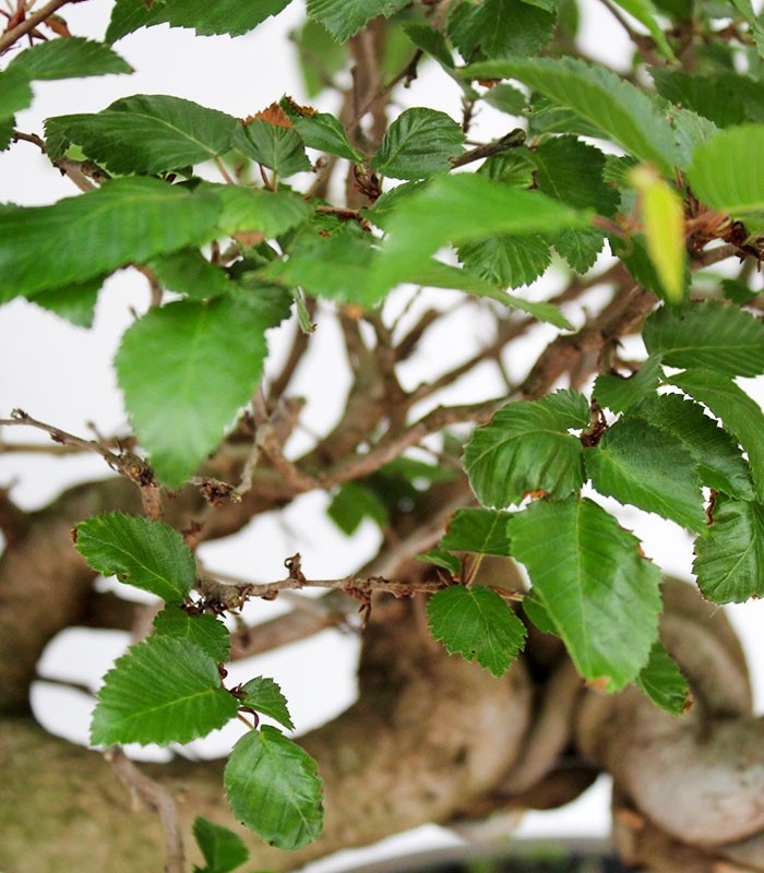 Carpino Bonsai