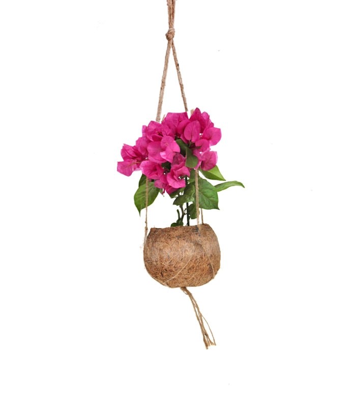 Bougainvillea in fibra di cocco