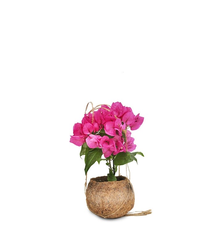 Bougainvillea in fibra di cocco